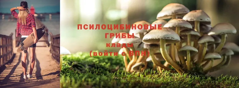 Псилоцибиновые грибы Cubensis  как найти закладки  Лянтор 